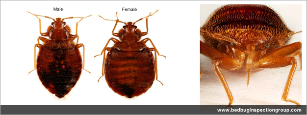 ... bed bug bites look like? Get detailed information and facts on bed
