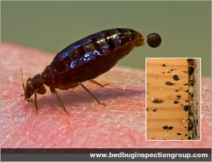 bed bug inspection group - fecal
