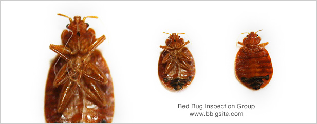 What do bed bugs look like?